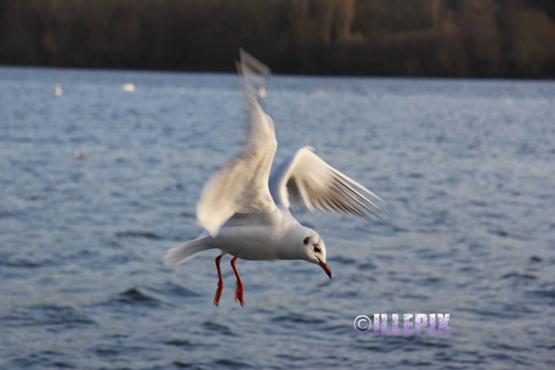 Animals_Bird_Seagull1.JPG
