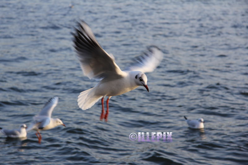 Animals_Bird_Seagull2.JPG