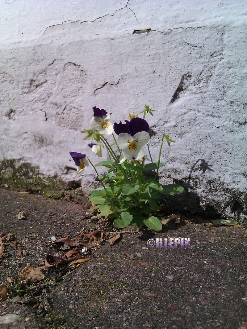 Flower_violet_Stiefmuetterchen.jpg