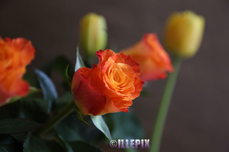 Flowers_orange_Rose.JPG