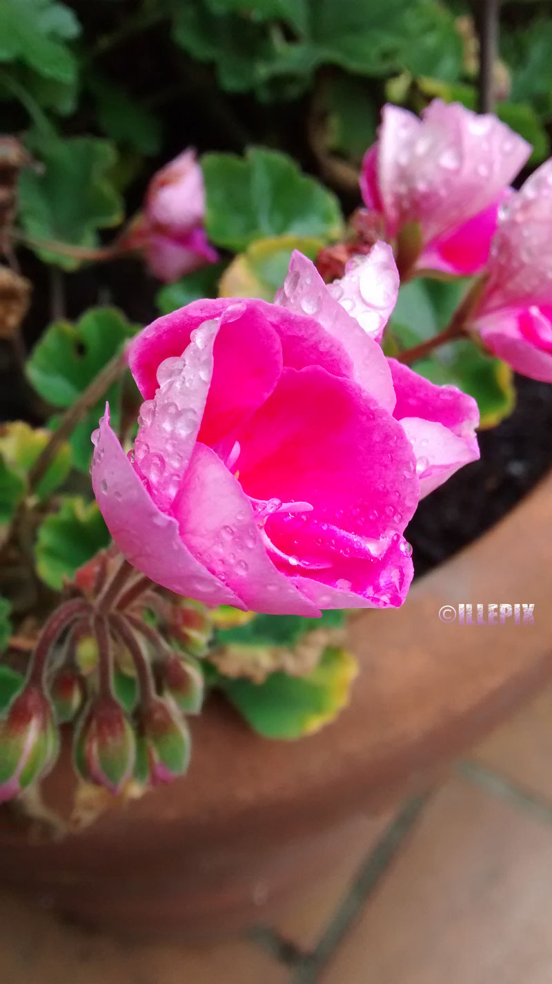 Flowers_pink_.JPG