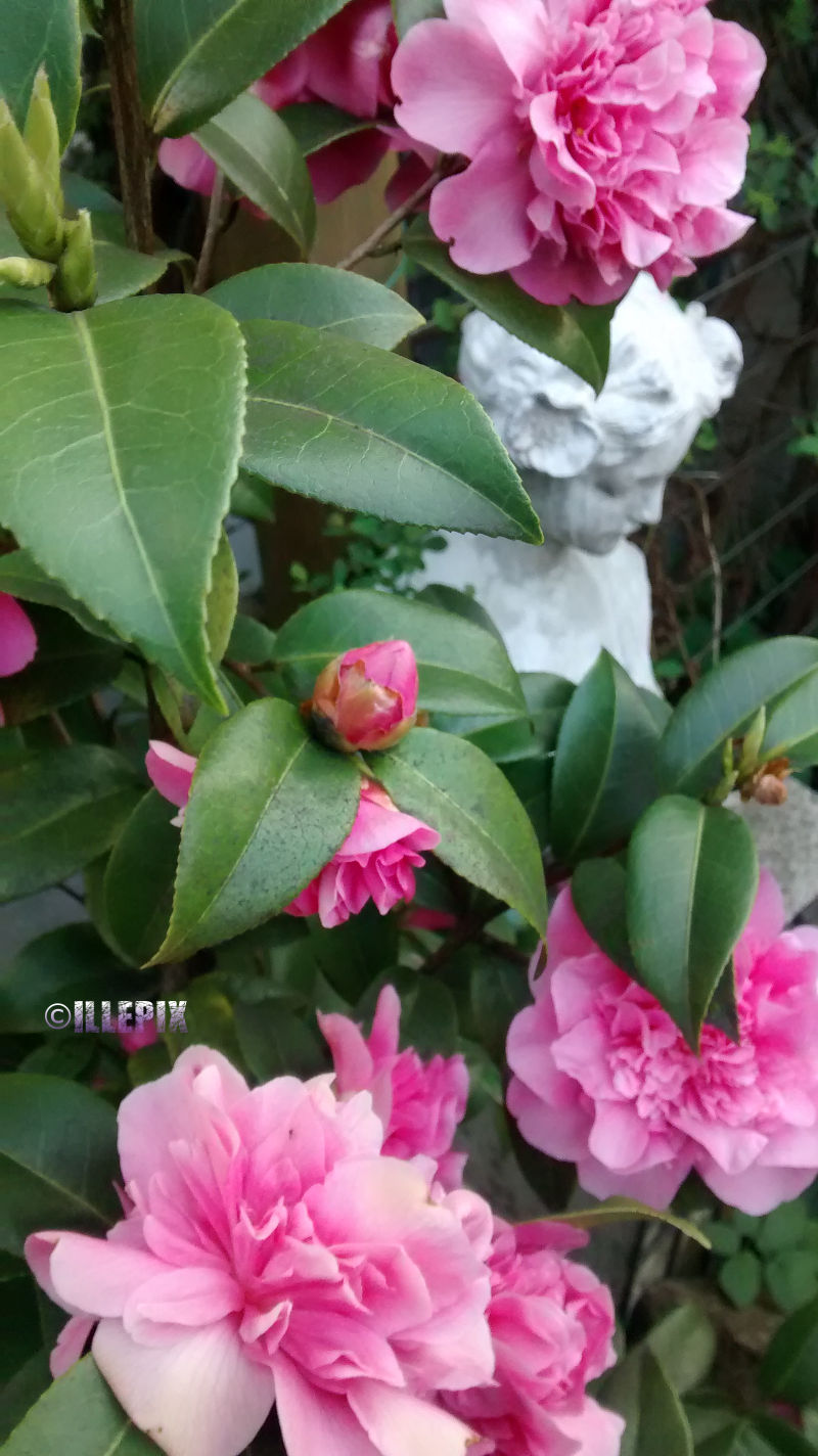 Flowers_pink_1.JPG