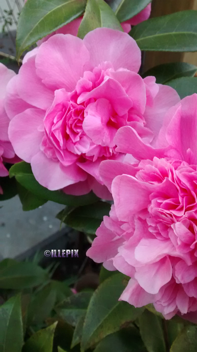 Flowers_pink_2.JPG