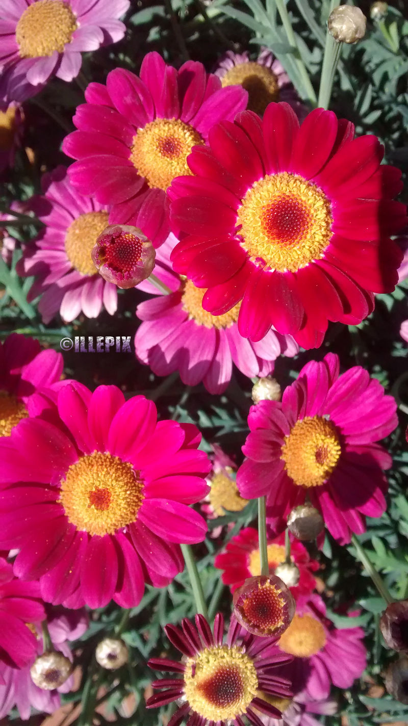 Flowers_pink_Margarite.JPG