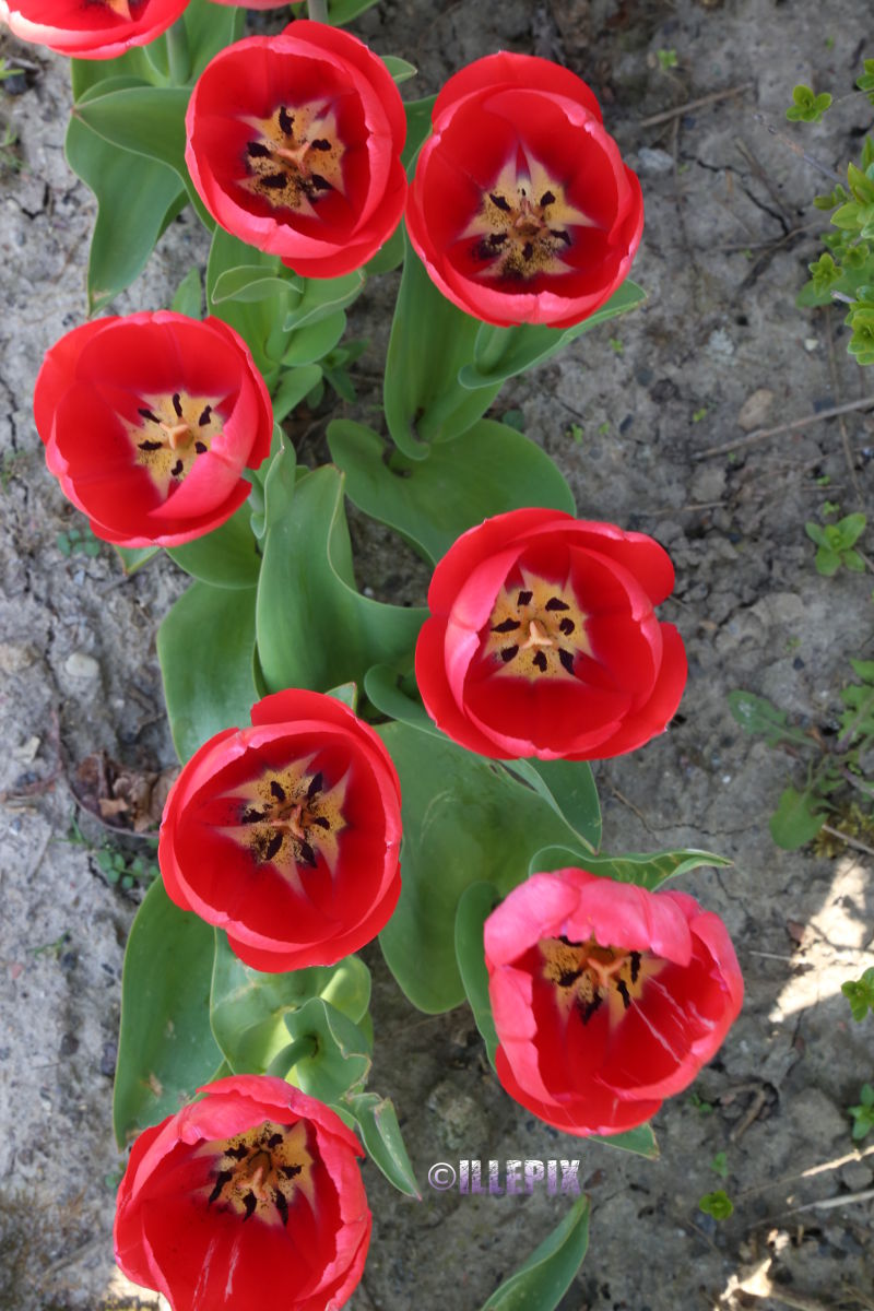 Flowers_red_Tulip.JPG