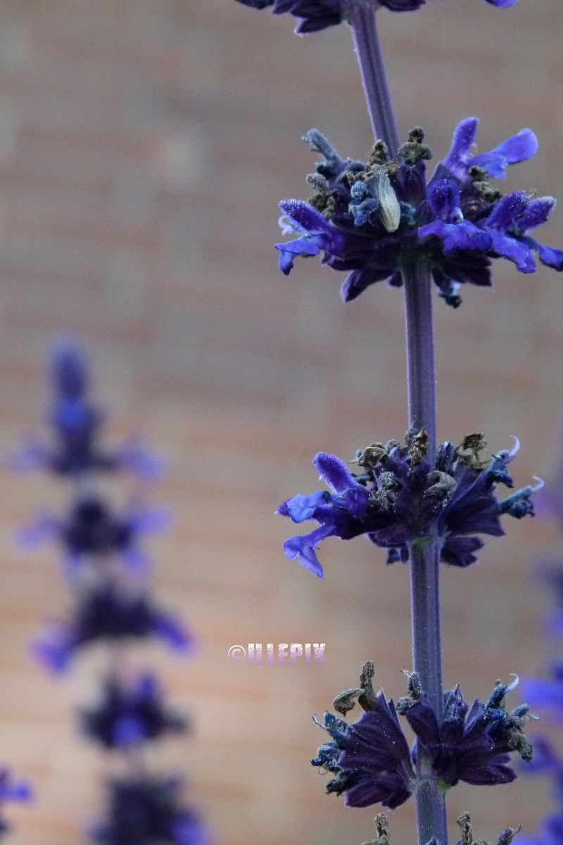 Flowers_violet_.JPG