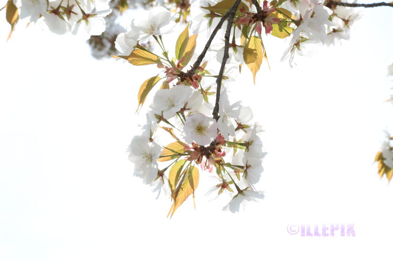 Flowers_white_Cherry.JPG