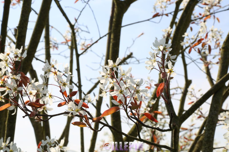Flowers_white_Tree.JPG