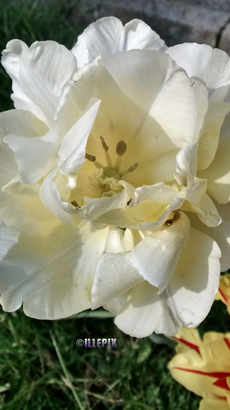 Flowers_white_Tulip.JPG