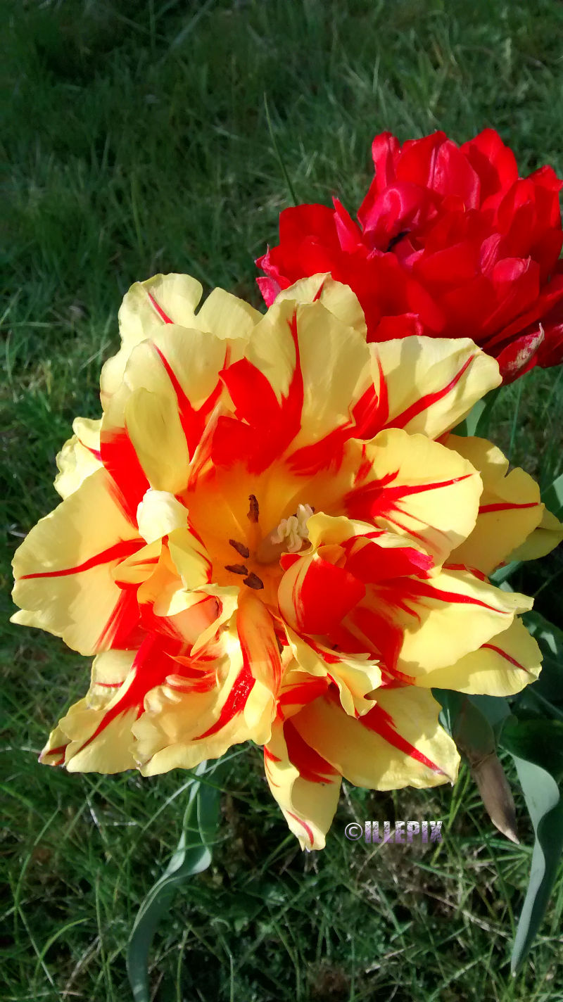 Flowers_yellowred_Tulip.JPG