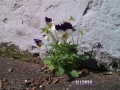 Flower_violet_Stiefmuetterchen.jpg