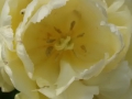 Flowers_white_Tulip1.JPG