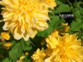 Flowers_yellow_1.JPG
