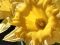 Flowers_yellow_Osterglocken.JPG