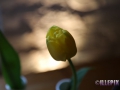 Flowers_yellow_Tulip.JPG