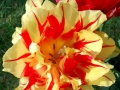 Flowers_yellowred_Tulip.JPG