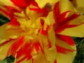 Flowers_yellowred_Tulip1.JPG