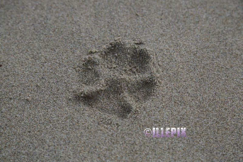 Impressions_Footprints Dog.JPG